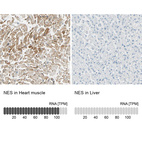 Anti-NES Antibody