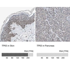 Anti-TP63 Antibody
