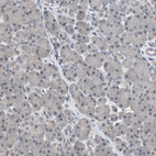 Anti-TP63 Antibody