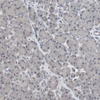 Immunohistochemical staining of human pancreas shows no positivity in exocrine glandular cells as expected.