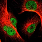 Immunofluorescent staining of human cell line U-251 MG shows localization to nucleoplasm.
