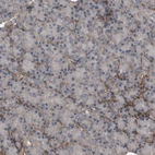 Immunohistochemical staining of human pancreas shows only very weak positivity in exocrine glandular cells.