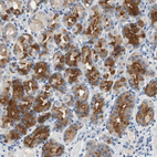 Immunohistochemical staining of human Stomach shows strong cytoplasmic positivity in glandular cells.