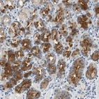 Immunohistochemical staining of human Stomach shows strong cytoplasmic positivity in glandular cells.