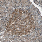 Immunohistochemical staining of human pancreas shows strong cytoplasmic positivity in islets of Langerhans.