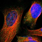 Immunofluorescent staining of human cell line U-2 OS shows localization to cytosol.