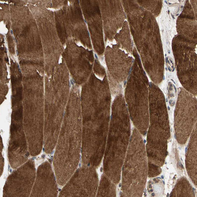 Anti-MAP3K10 Antibody