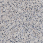 Immunohistochemical staining of human pancreas shows no positivity in exocrine glandular cells as expected.