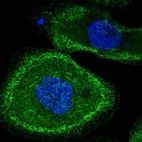 Immunofluorescent staining of human cell line A-431 shows localization to actin filaments.