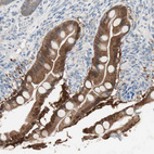 Immunohistochemical staining of human small intestine shows moderate cytoplasmic positivity in glandular cells.