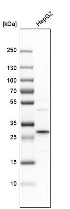 Western blot analysis in human cell line HepG2.