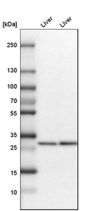Western blot analysis in mouse liver tissue and rat liver tissue.