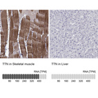 Anti-TTN Antibody