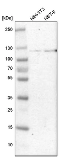 Western blot analysis in mouse cell line NIH-3T3 and rat cell line NBT-II.