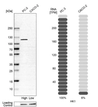 Western blot analysis in human cell line PC-3 and human cell line CACO-2.