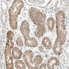 Immunohistochemical staining of human kidney shows strong membranous positivity in cells in tubules.