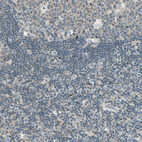 Immunohistochemical staining of human lymph node shows very weak cytoplasmic positivity in non-germinal center cells.