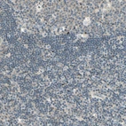 Immunohistochemical staining of human lymph node shows very weak cytoplasmic positivity in non-germinal center cells.