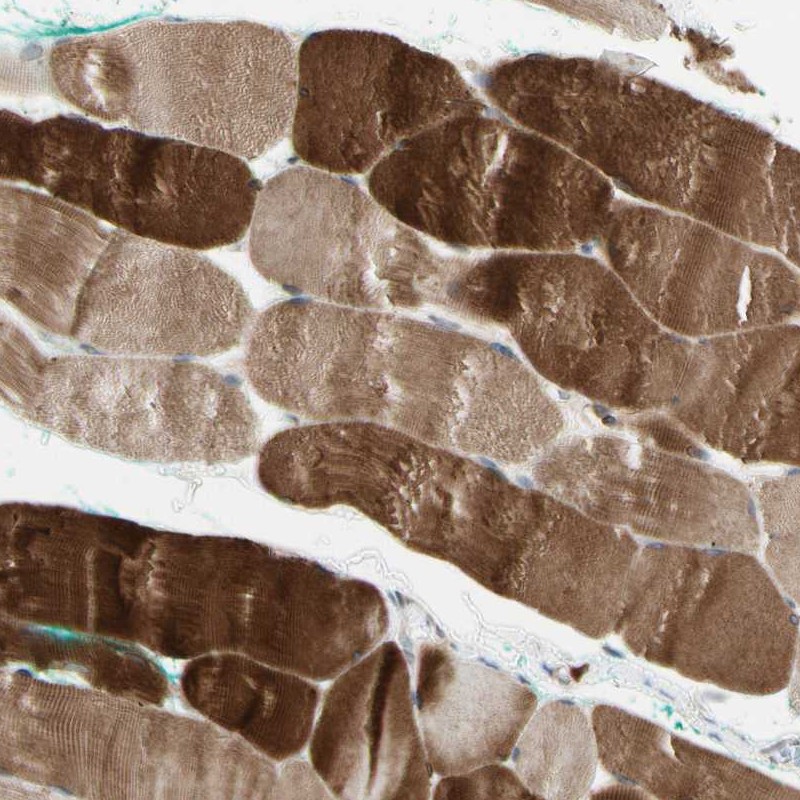 Anti-ATG4C Antibody