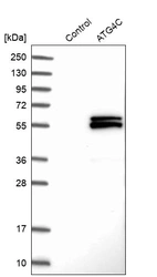 Western blot analysis in control (vector only transfected HEK293T lysate) and ATG4C over-expression lysate (Co-expressed with a C-terminal myc-DDK tag (~3.1 kDa) in mammalian HEK293T cells, LY403599).