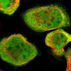 Immunofluorescent staining of human cell line A-431 shows localization to nucleoplasm & cytosol.