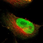 Immunofluorescent staining of human cell line U-251 MG shows localization to nucleus.