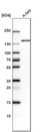 Western blot analysis in human cell line A-549.