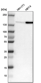 Western blot analysis in mouse cell line NIH-3T3 and rat cell line NBT-II.