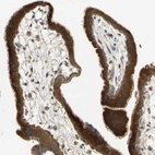 Immunohistochemical staining of human placenta shows strong cytoplasmic positivity in trophoblastic cells.