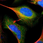 Immunofluorescent staining of human cell line U-2 OS shows localization to cytosol.