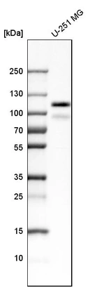 Western blot analysis in human cell line U-251 MG.