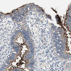 Immunohistochemical staining of human endometrium shows strong positivity in apical membrane in glandular cells.