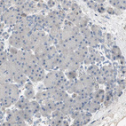 Immunohistochemical staining of human pancreas shows no positivity in glandular cells as expected.