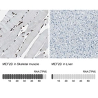 Anti-MEF2D Antibody