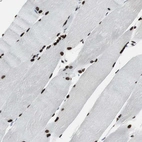 Immunohistochemical staining of human skeletal muscle shows strong nuclear positivity in myocytes.
