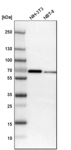 Western blot analysis in mouse cell line NIH-3T3 and rat cell line NBT-II.