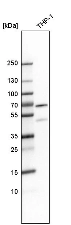 Western blot analysis in human cell line THP-1.