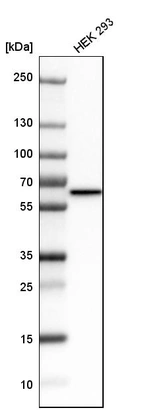 Western blot analysis in human cell line HEK 293.