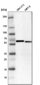 Western blot analysis in mouse cell line NIH-3T3 and rat cell line NBT-II.