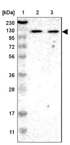 Anti-ADNP2 Antibody