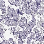 Immunohistochemical staining of human placenta shows low expression as expected.