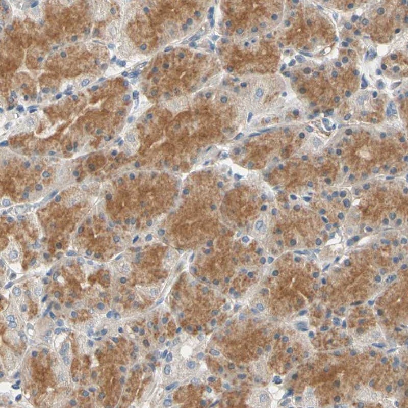 Anti-GPR153 Antibody
