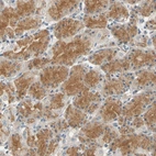 Anti-GPR153 Antibody