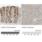 Anti-ACSL5 Antibody