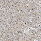 Immunohistochemical staining of human pancreas shows low expression as expected.