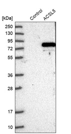 Western blot analysis in control (vector only transfected HEK293T lysate) and ACSL5 over-expression lysate (Co-expressed with a C-terminal myc-DDK tag (~3.1 kDa) in mammalian HEK293T cells, LY414108).