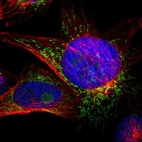 Immunofluorescent staining of human cell line U-251 MG shows localization to nucleoli & mitochondria.