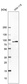 Anti-PCDHB15 Antibody