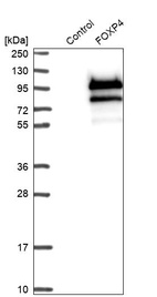 Western blot analysis in control (vector only transfected HEK293T lysate) and FOXP4 over-expression lysate (Co-expressed with a C-terminal myc-DDK tag (~3.1 kDa) in mammalian HEK293T cells, LY408607).