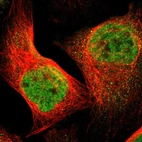 Immunofluorescent staining of human cell line U-2 OS shows localization to nucleoplasm.